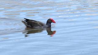 Swamphen sound [upl. by Anilrac]