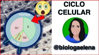 Ciclo celular  Biología [upl. by Betthezel]