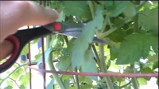 How I prune my Determinate Roma Tomatoes [upl. by Ashmead]