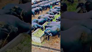 Pakistan biggest buffaloes dairy farm shortvideo farming animals subscribe viralshort [upl. by Aerdnas847]