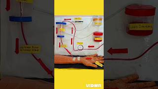 Hemodialysis working model for science project  biology project SubhamsArtCraftCreations shorts [upl. by Winikka597]