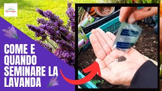 Lavanda  Come E Quando SEMINARE LA LAVANDA [upl. by Tedder]