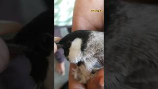 Aaj humne white eared bulbul ko pakad kar aazad kar diya🕊️🥰  bulbulbird shorts minivlog viral [upl. by Ittocs]