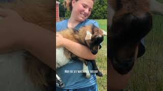 Cuddle Challenge Trying to Hold a Wriggly Baby Goat [upl. by Landes]