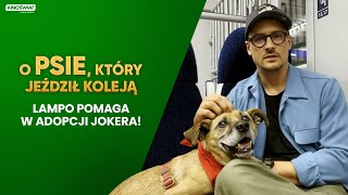 O PSIE KTÓRY JEŹDZIŁ KOLEJĄ  Lampo pomaga w adopcji Jokera  Kino Świat [upl. by Ennovoj335]