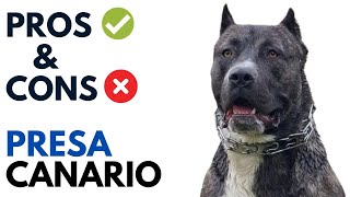 Presa Canario Pros and Cons  Dogo Canario Advantages and Disadvantages [upl. by Grosz]