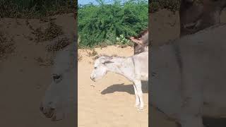 Donkeys out side chaba youtubeshorts shorts [upl. by Mountford]