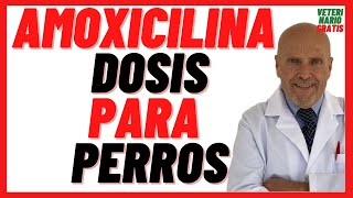 💚 Amoxicilina Clavamox Dosis en Perros 💚Antibioticos para perros con infecciones de piel cutáneas [upl. by Justus]