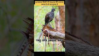 wait for End voice😳😍 4 Amazing 😳🤯Facts about Lyrebird [upl. by Timofei]