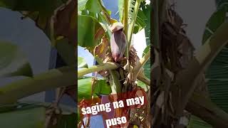 SAGING LANG ANG MAY PUSO shorts [upl. by Sacul]