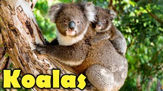 10 Koala Facts You Want to Know Cute amp Funny Koalas video [upl. by Robison]