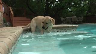 Yellow Lab Puppys 1st Splash amp Swim in HD [upl. by Uhile]