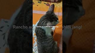 Rancho aur Coffee mai chhidi jang catshorts catvideos cats trendingshorts trendingvideo [upl. by Fokos]