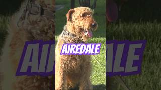 Airedale Terrier The King of Terriers with a Rich History [upl. by Englis770]