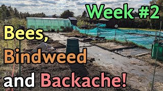 Bees Bindweed and Backache  Week 2 on the allotment [upl. by Crofton303]