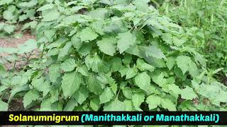 Medicinal Plants  Solanum Nigrum  Manithakkali or Manathakkali [upl. by Acinomad650]