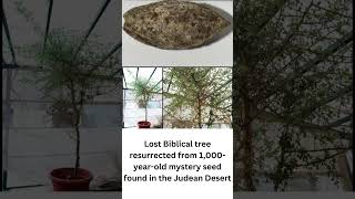 Lost Biblical tree resurrected from 1000yearold mystery seed found in the Judean Desert [upl. by Ettennaej588]