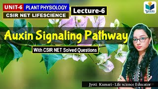 AUXIN SIGNALING PATHWAY  PHYTOHORMONEPART6 CSIR NETPLANT BIOLOGY [upl. by Marozas]