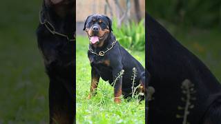 10 Scariest Dog Breeds animals dog pets [upl. by Sherard]