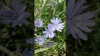 Chicory Cichorium intybus 🌺🌹🌼🌸 💐 kashmiribeauty flowers flowerplant shorts naats [upl. by Lali181]