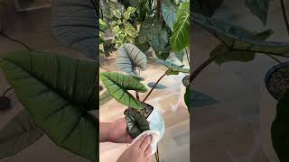 ASMR leaf cleaning 🫧🌿 plants alocasia houseplants [upl. by Ponce]