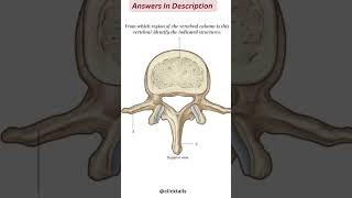 vertebral column anatomy quiz [upl. by Icyak]