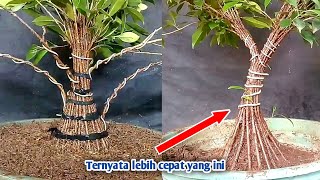 Terpaksa ubah konsep gabung kimeng Membuat bonsai kimeng gabungan [upl. by Ausoj]