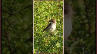 The call of Female Red backed Shrike  Lanius collurio ornithology wildbirds [upl. by Truelove]