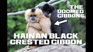 10 Hainan BlackCrested Gibbon Facts  The Doomed Gibbons  Animal a Day [upl. by Elleinet]