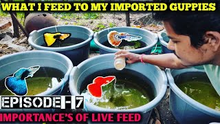 BEST FOOD FOR FISH  Guppies  CUCUMBER FEEDING [upl. by Henson]