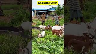 Nadipathy Cattle below 02 Feet Height cows video farming animals [upl. by Amles]