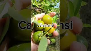 😶🤨🤤😖calamansi [upl. by Anerual]