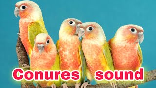 conures sound green cheeked conures sing Nature relaxing sound Forest Sound parrot birds [upl. by Louis519]