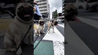 散歩 疲れた犬 vs 歩き足りない犬 Tired dog vs dog who wants to play shorts [upl. by Nehtanoj]