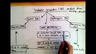 Differentiating Central diabetes insipidus and nephrogenic diabetes insipidus [upl. by Hildy439]