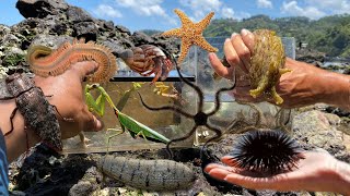 Catch giant click beetle brittle starfish fireworm sea cucumber giant slug hermit crab urchin [upl. by Ketty58]