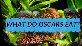 What do Oscars Eat  How Often Do I Feed My Oscar [upl. by Pinckney]