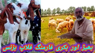 Sheep and goat farming flop businessبھیڑ اینڈ بکری فارمنگ فلاپ بزنس [upl. by Hcab]