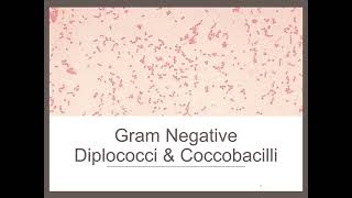 GN Diplococci and Coccobacilli [upl. by Siramed]