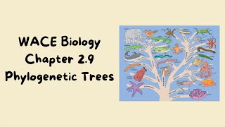 Y11 unit 1 Wace biology  phylogenetic trees concepts [upl. by Proulx]