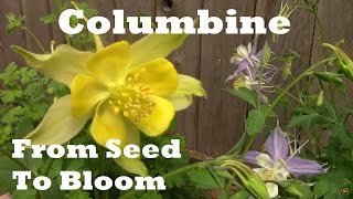 Following Columbine From Seed to Flowering One year condensed [upl. by Ahsiekyt]