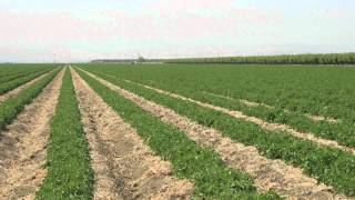 Video 3 Conservation Tillage Tomato Cropping Systems [upl. by Ahseia]