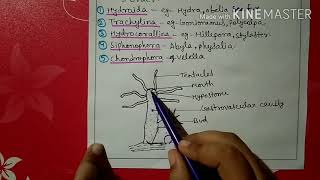 Phylum coelenterata characters and classification [upl. by Simmie]