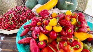 AMAZING HARVEST HARVEST OF CAPSICUM 🫑 Peppers 🌶️ [upl. by Edmund]