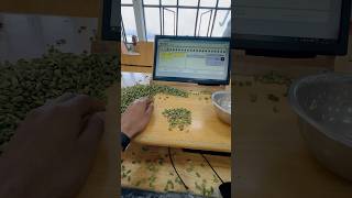 Cardamom auction auction cardamom spices tata business jobindia gujarat life [upl. by Bornie]