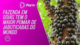 CONFIRA FAZENDA EM GOIÁS TEM O MAIOR POMAR DE JABUTICABAS DO MUNDO [upl. by Leamhsi505]