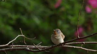 ニシオジロビタキ 鳴き声 Redbreasted Flycatcher call [upl. by Aeht]