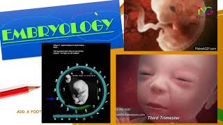 Embryology Part 1WITH EASY NOTES  Full Explanation in Hindi  By NG Medicals [upl. by Elamef731]