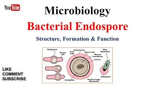 Bacterial Endospore [upl. by Uund]