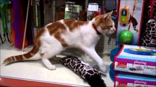 Stray cat is regular visitor to pet shop [upl. by Elconin63]